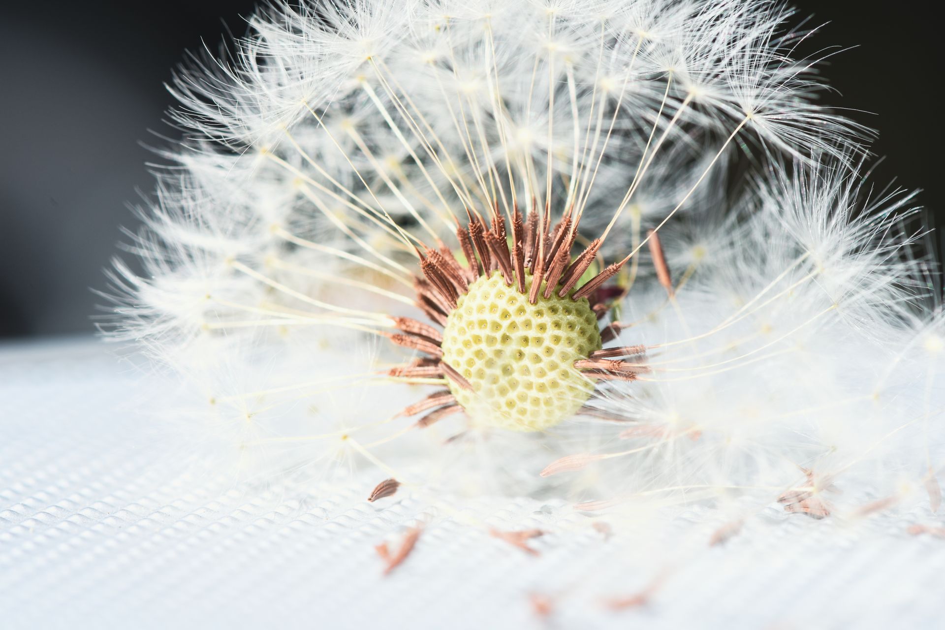 Close-up of a dandelion seed head with white fluffy seeds, highlighting nature in detail.