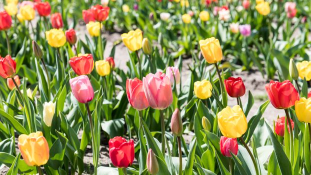 A colorful field of blooming tulips in Winsen, Germany, showcasing vibrant reds, pinks, and yellows under the spring sun.