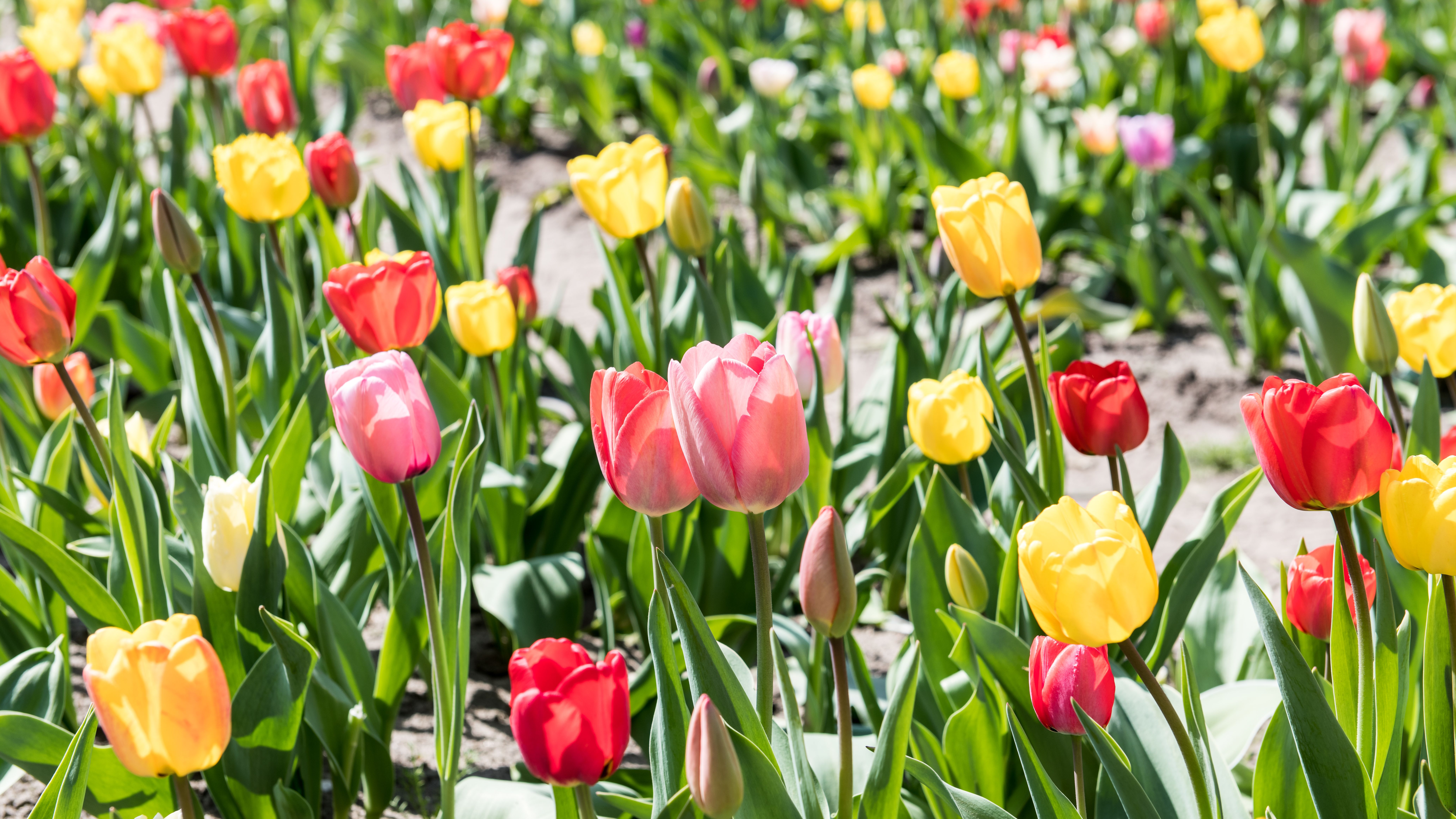 Vibrant Tulip Field in Full Bloom during Spring · Free Stock Photo