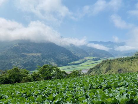 A breathtaking view of lush cabbage fields with majestic mountains in the background.