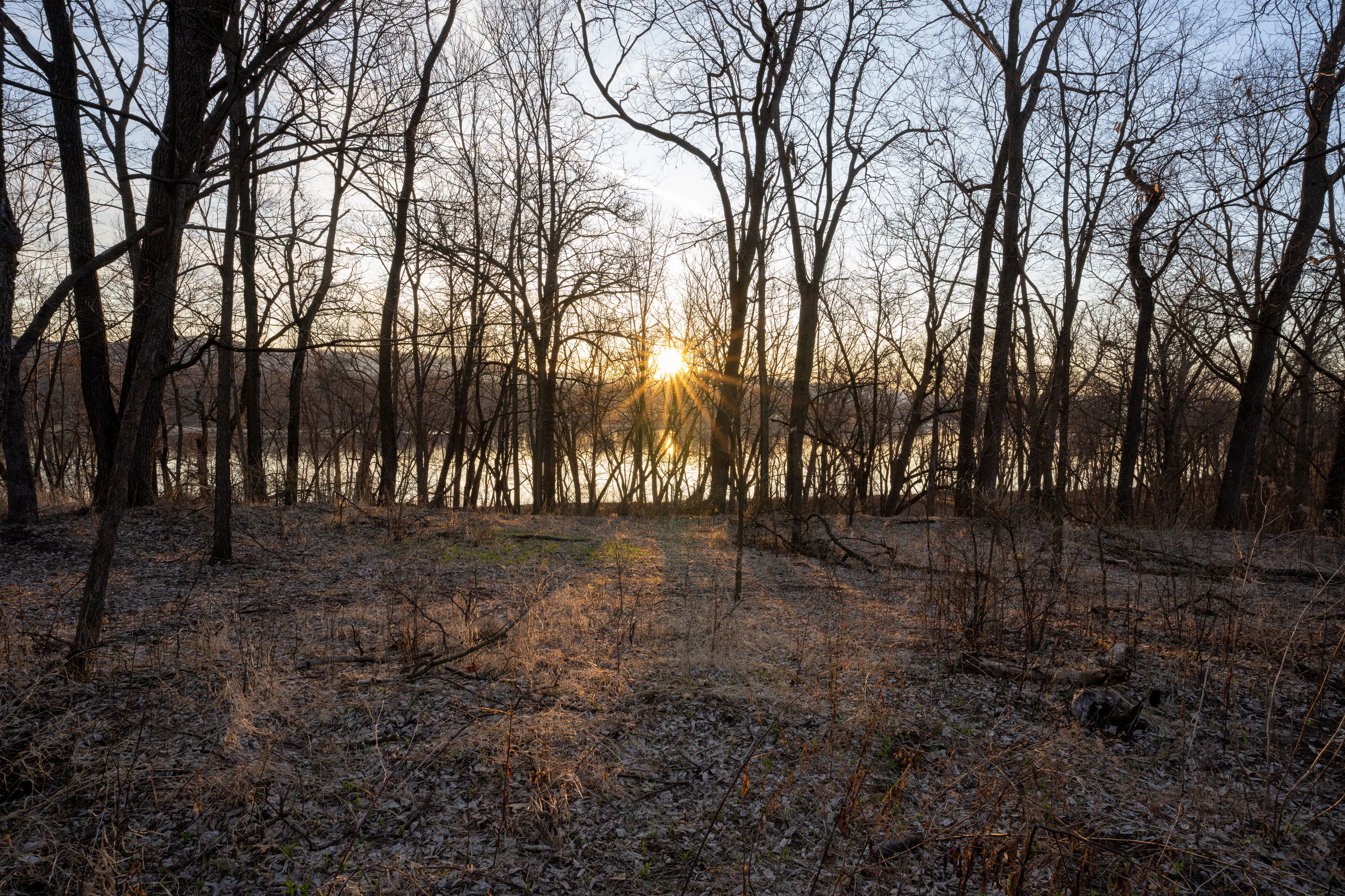 Winter Sunset Through Bare Trees in Minnesota Forest · Free Stock Photo
