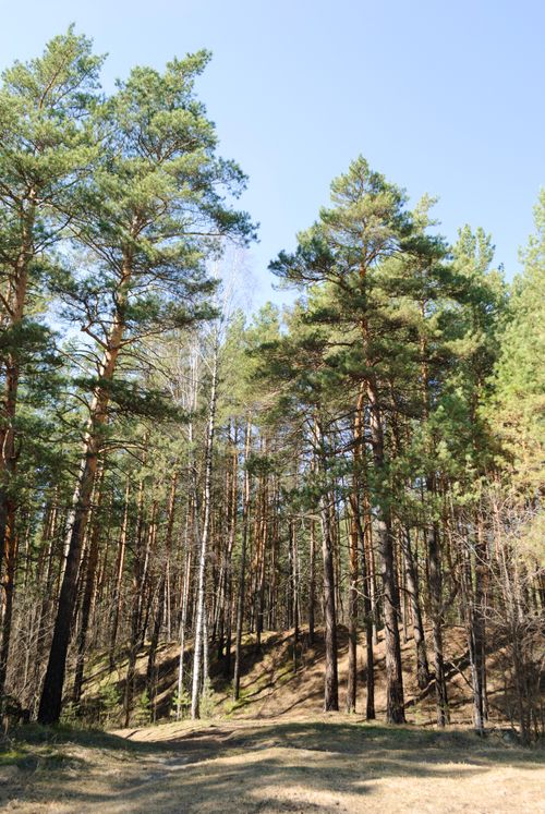 Free Tranquil forest pathway with birch and pine trees on a sunny spring day. Stock Photo