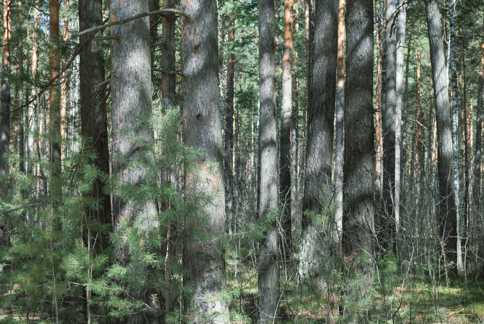 Serene view of a pine forest with sunlight filtering through trees, creating peaceful shadows.
