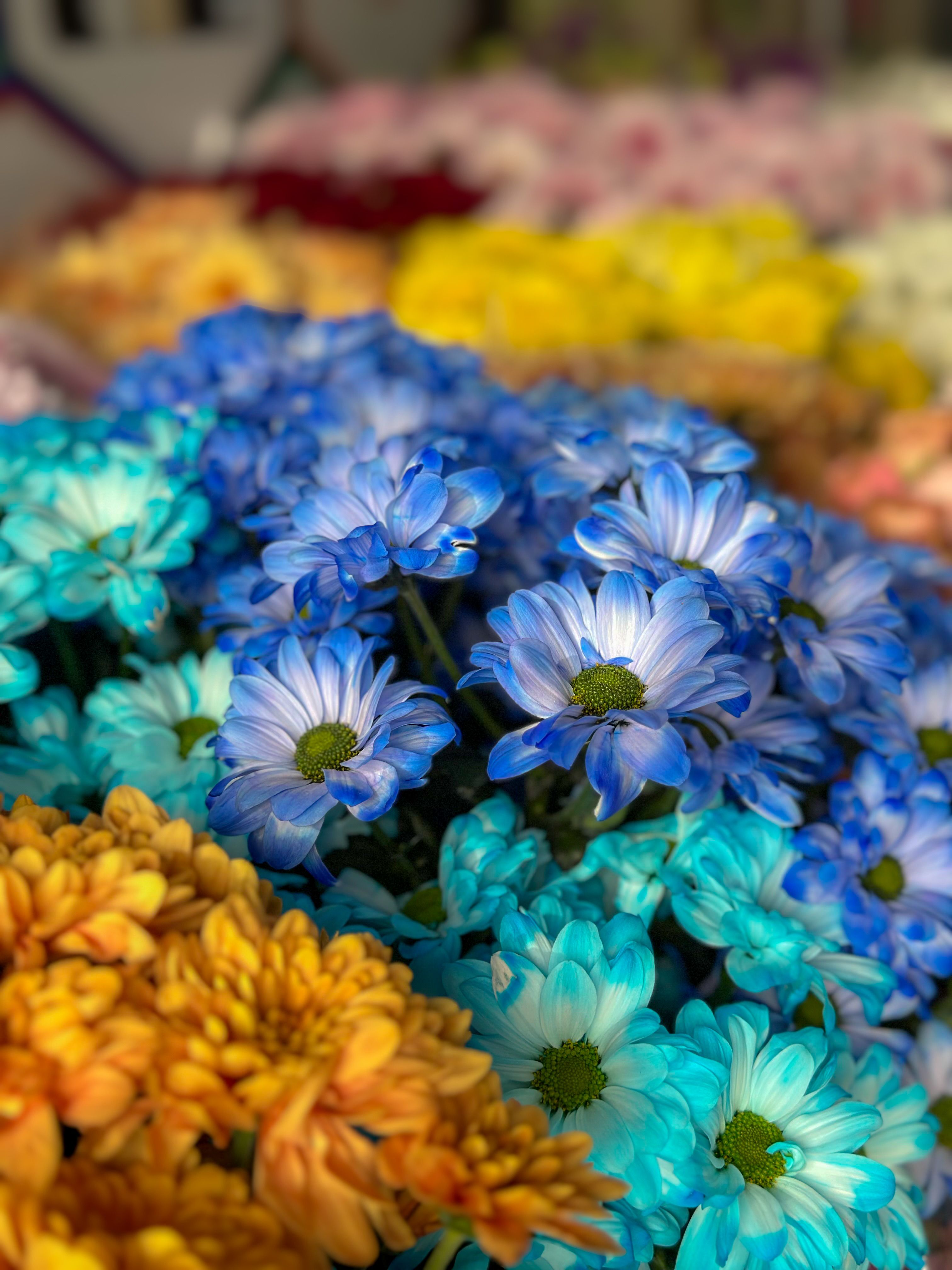 [ColoSach]-close-up-of-vivid-blue-and-orange-chrysanthemums-in-full-bloom,-showcasing-nature's-beauty-in-bolu,-türkiye.