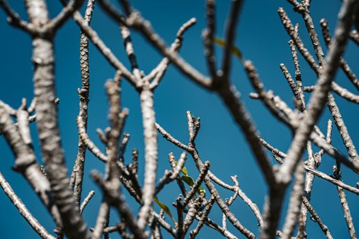 Barren branches of a tree contrasting sharply against a vivid blue sky in Thailand.