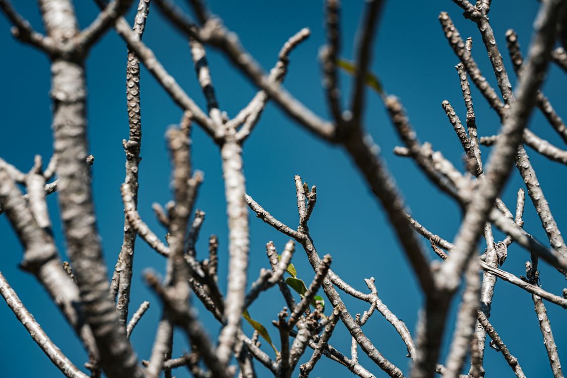 Simple Tree Barren Barren Tree Branches Against a Clear Blue Sky · Free Stock Photo