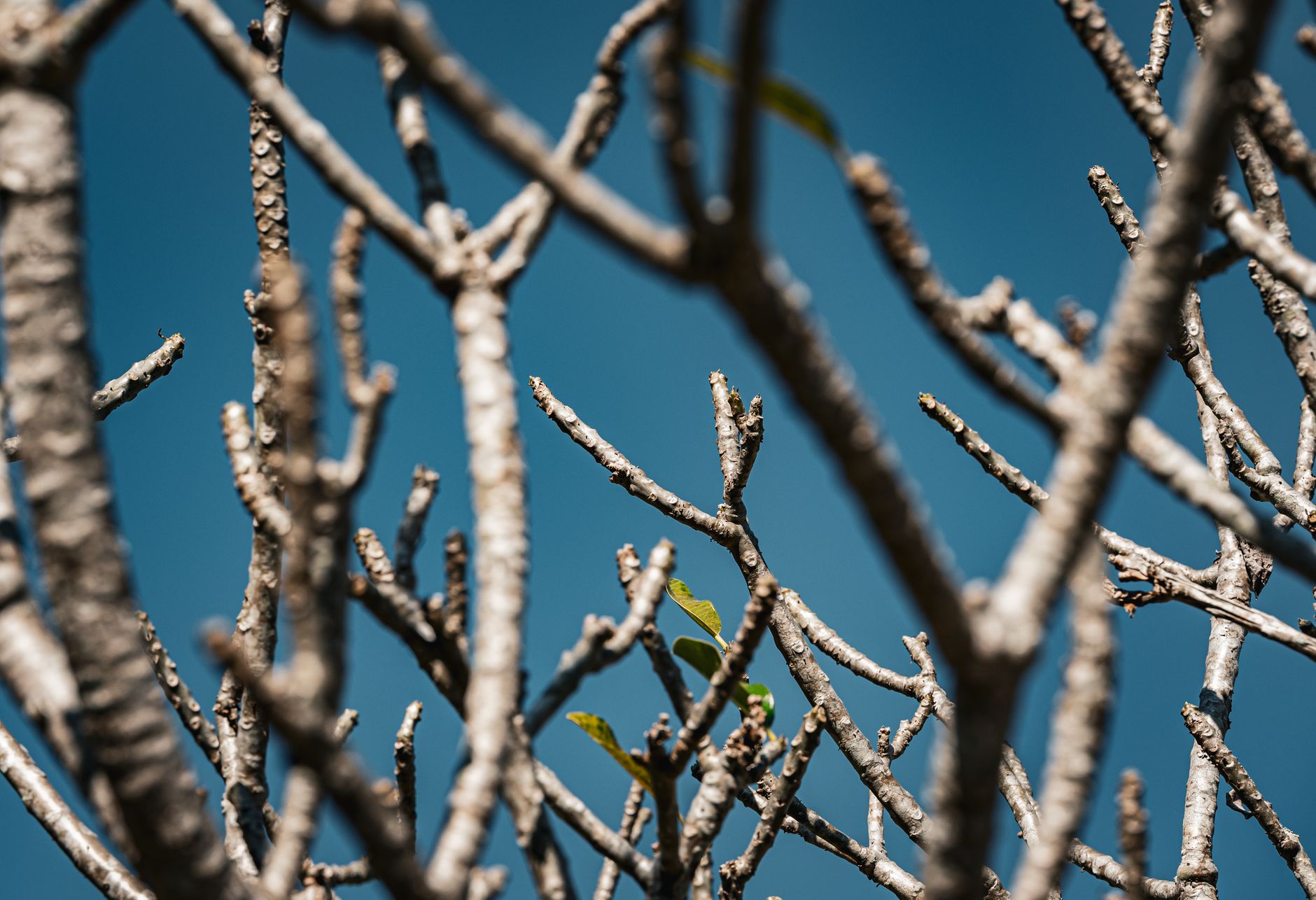 Detailed close-up of barren tree branches against a deep blue sky in Thailand, capturing nature's simplicity.
