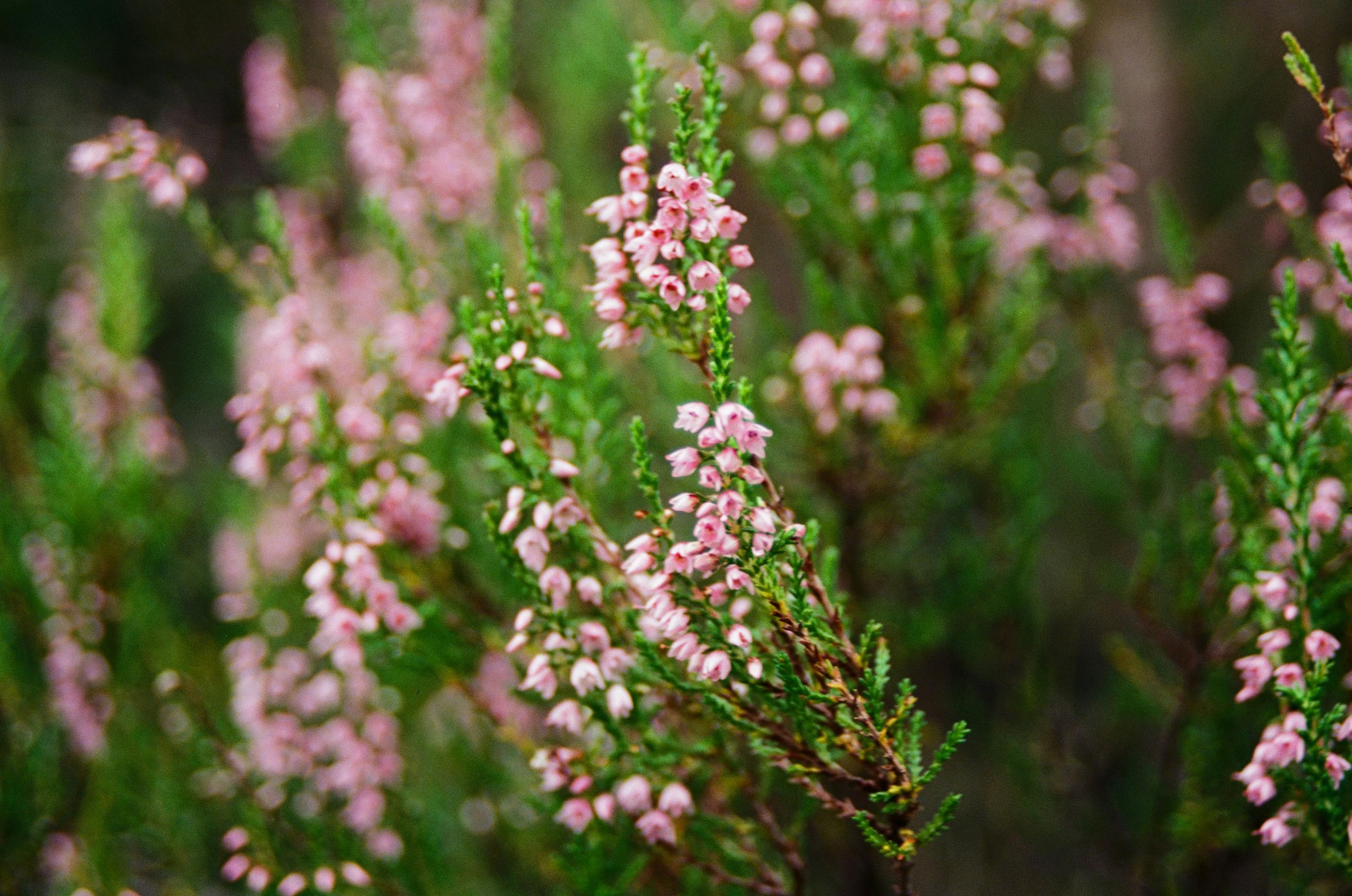spring perennial care UK garden