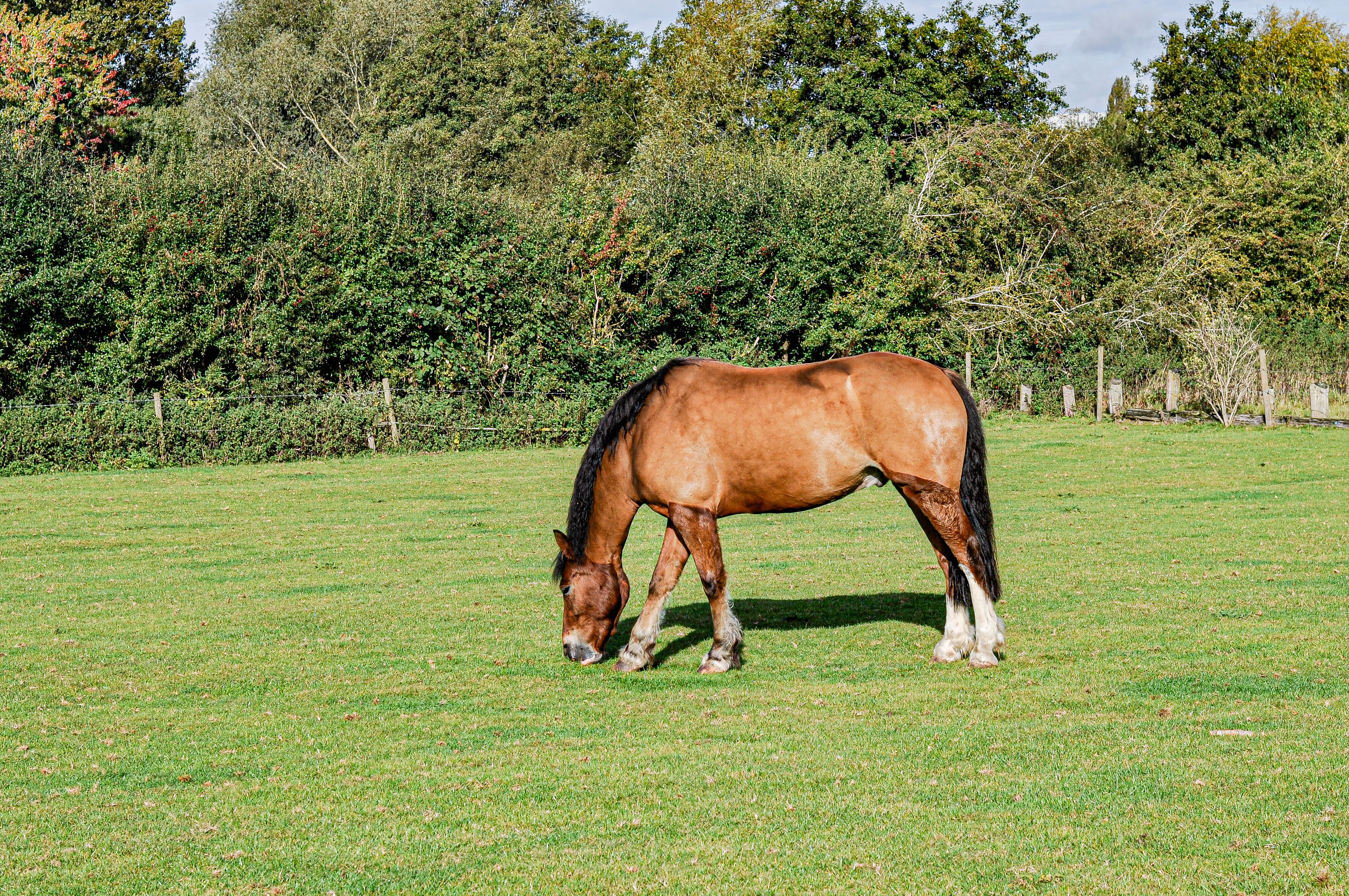 Brown Horse Grazing in Green Pasture · Free Stock Photo