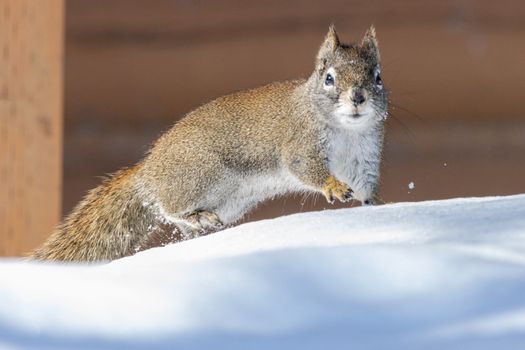 A red squirrel on snow in Saskatchewan during winter, showcasing wildlife in a snowy environment.
