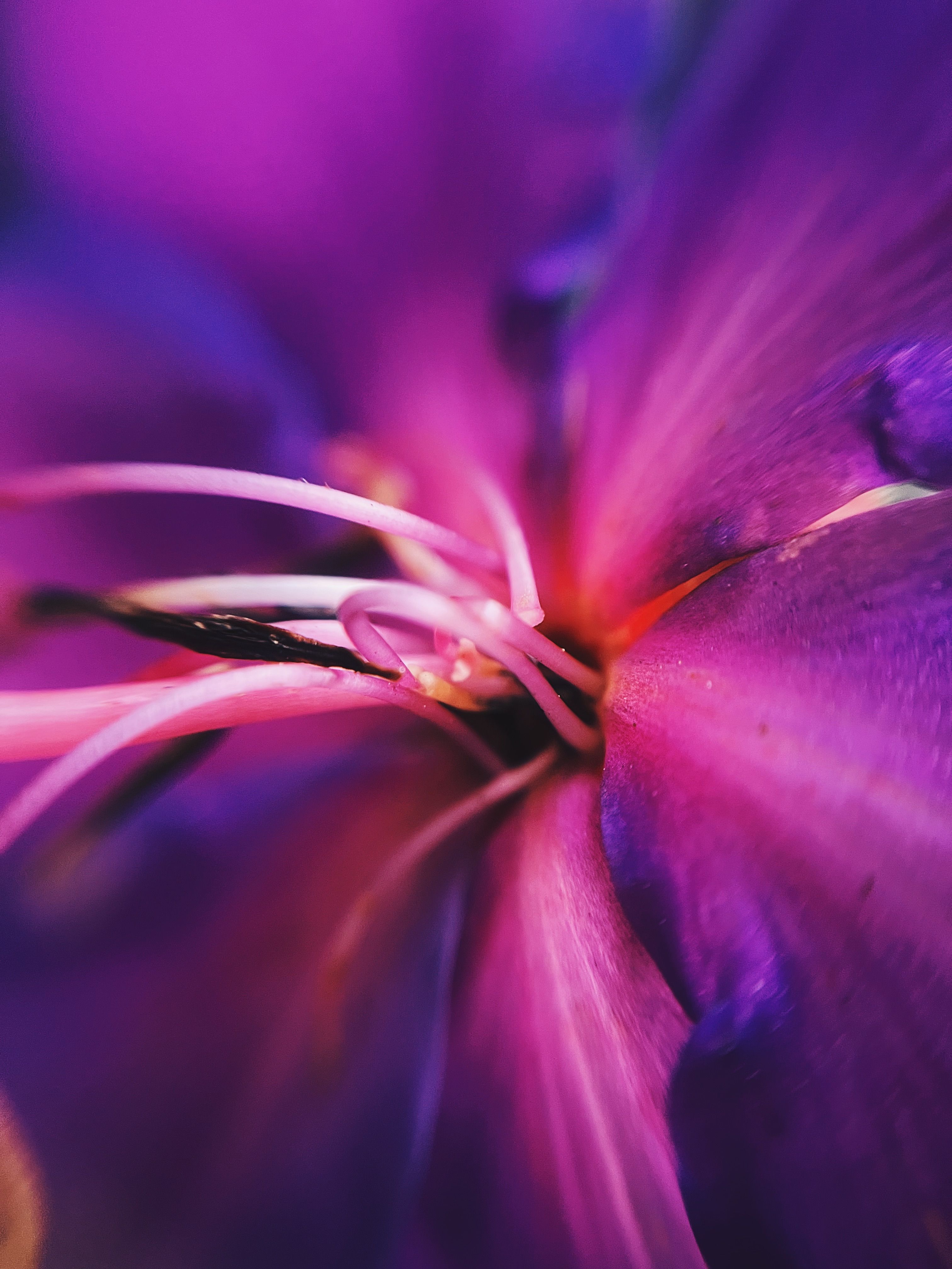 Vibrant Purple Macro of Flower Petals · Free Stock Photo