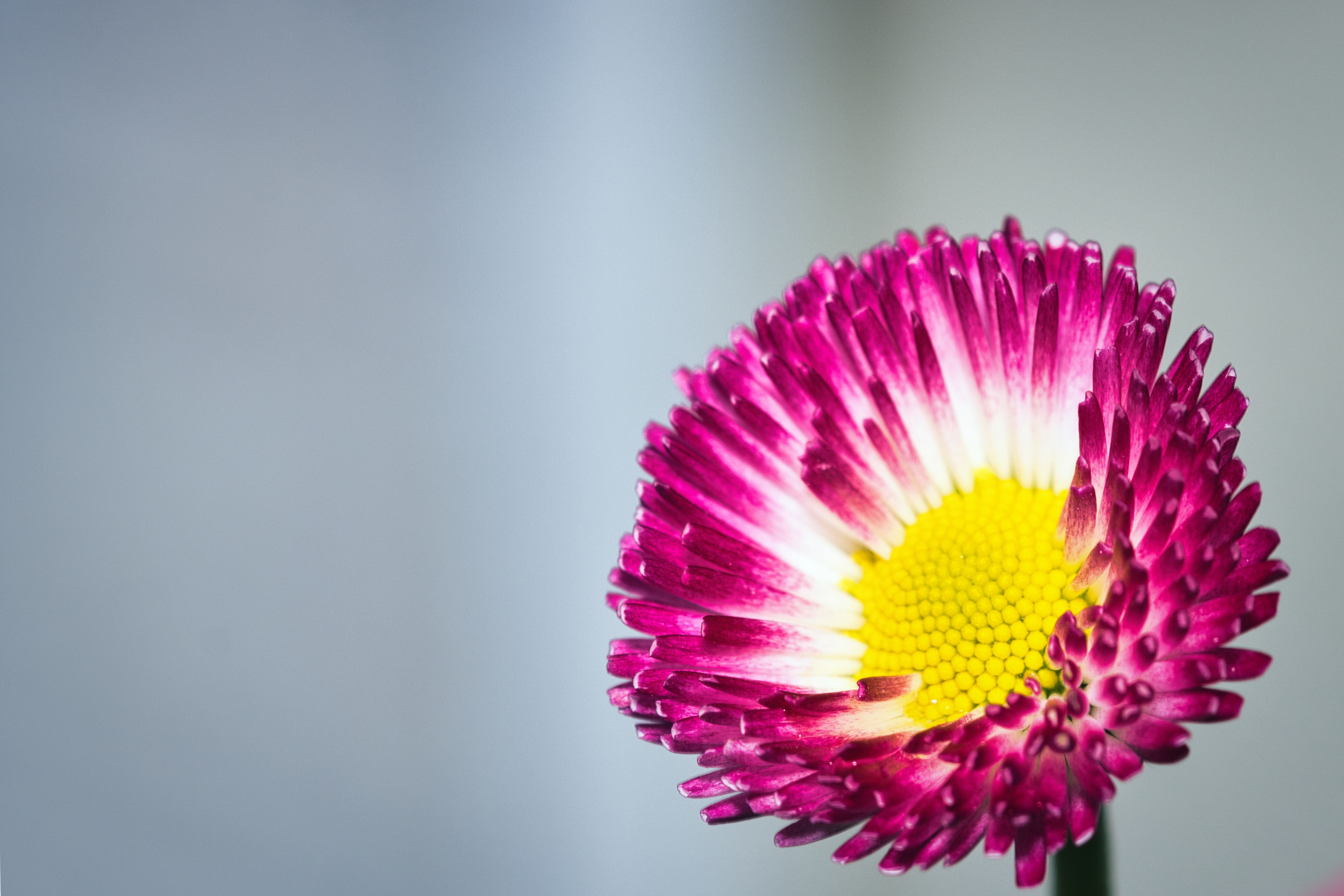 Yellow Patern Background Photos, Download The BEST Free Yellow Patern ...
