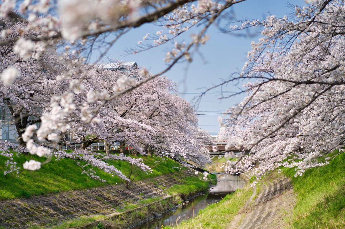 Cherry blossom trees in full bloom along a quiet street — Frank Lee on Pexels