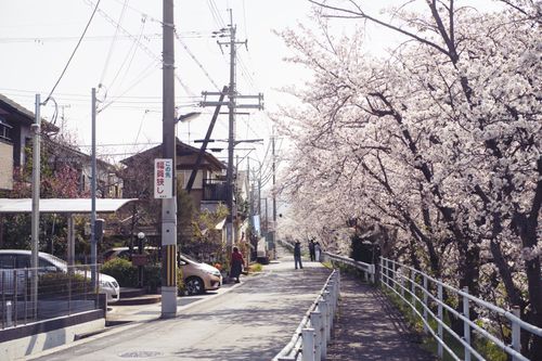 Free Scenic street lined with cherry blossoms in Japan during springtime. Stock Photo