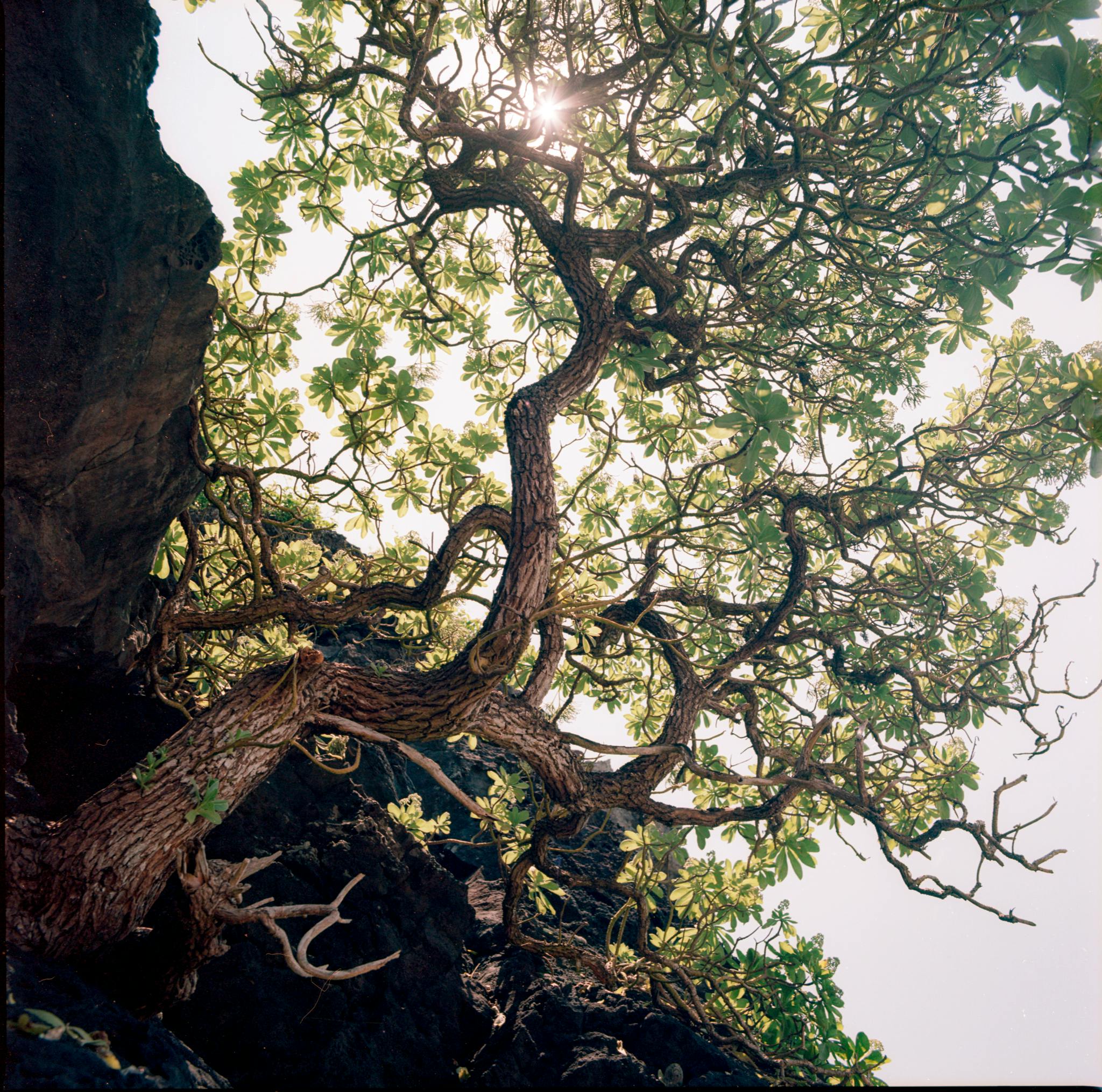 Twisting tree branches with sunlight filtering through leaves in Quang Ngai forest landscape.