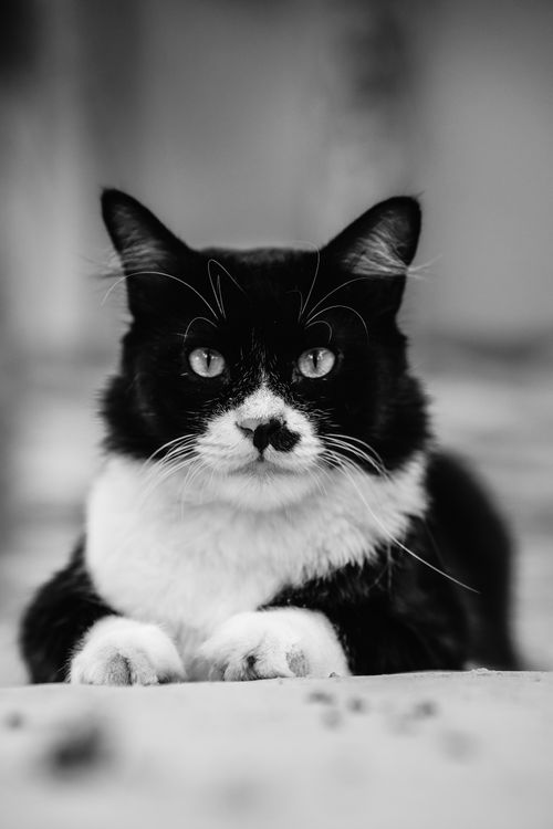 Free A calm black and white domestic cat rests with its paws visible in a tranquil pose. Stock Photo