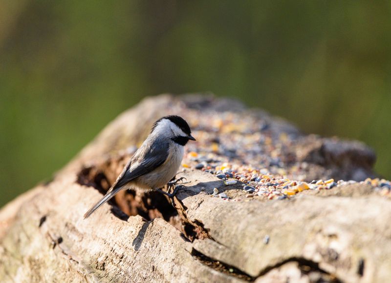 Chickadee Photos, Download The BEST Free Chickadee Stock Photos & HD Images