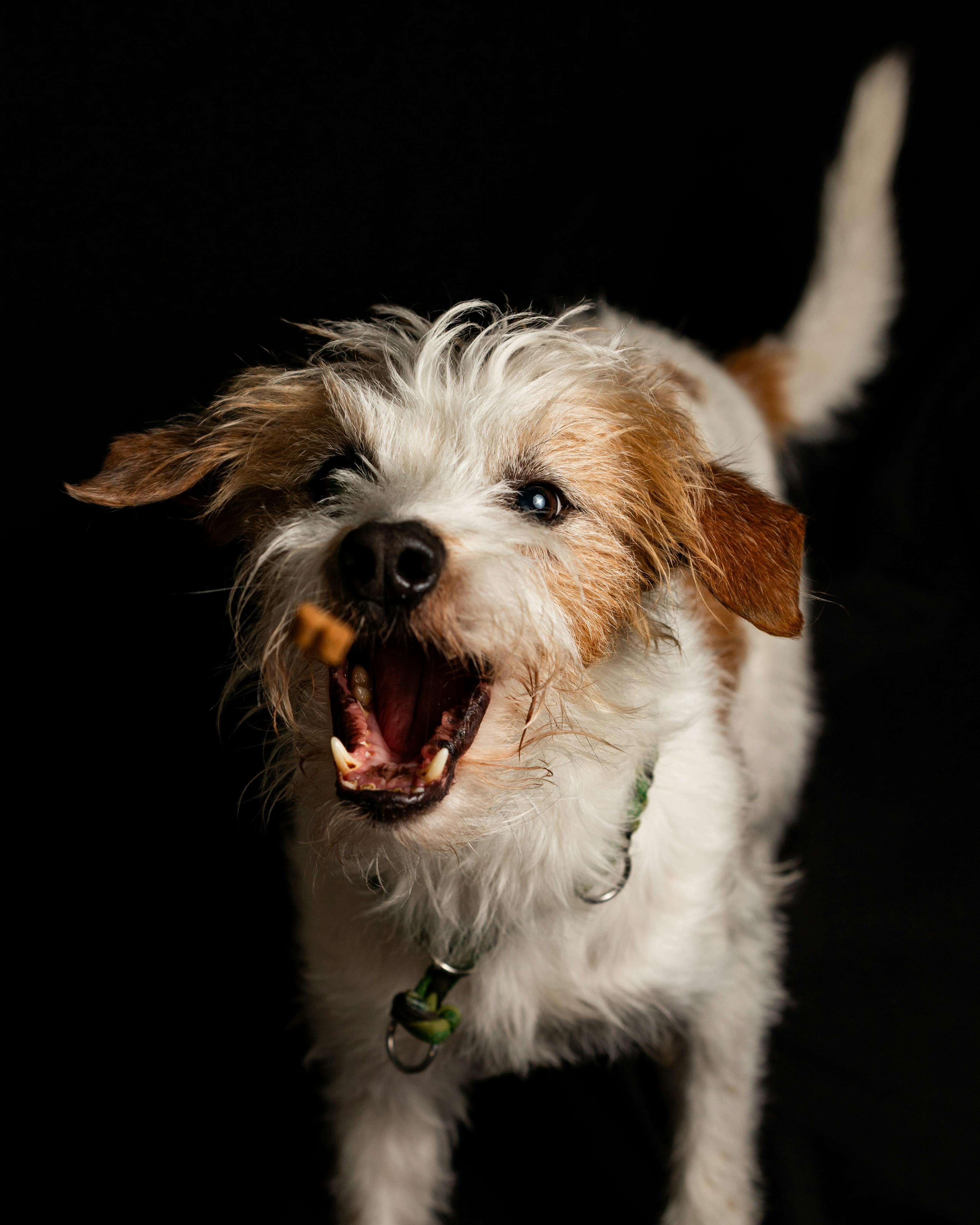 Dog running to retrieve bird in training session