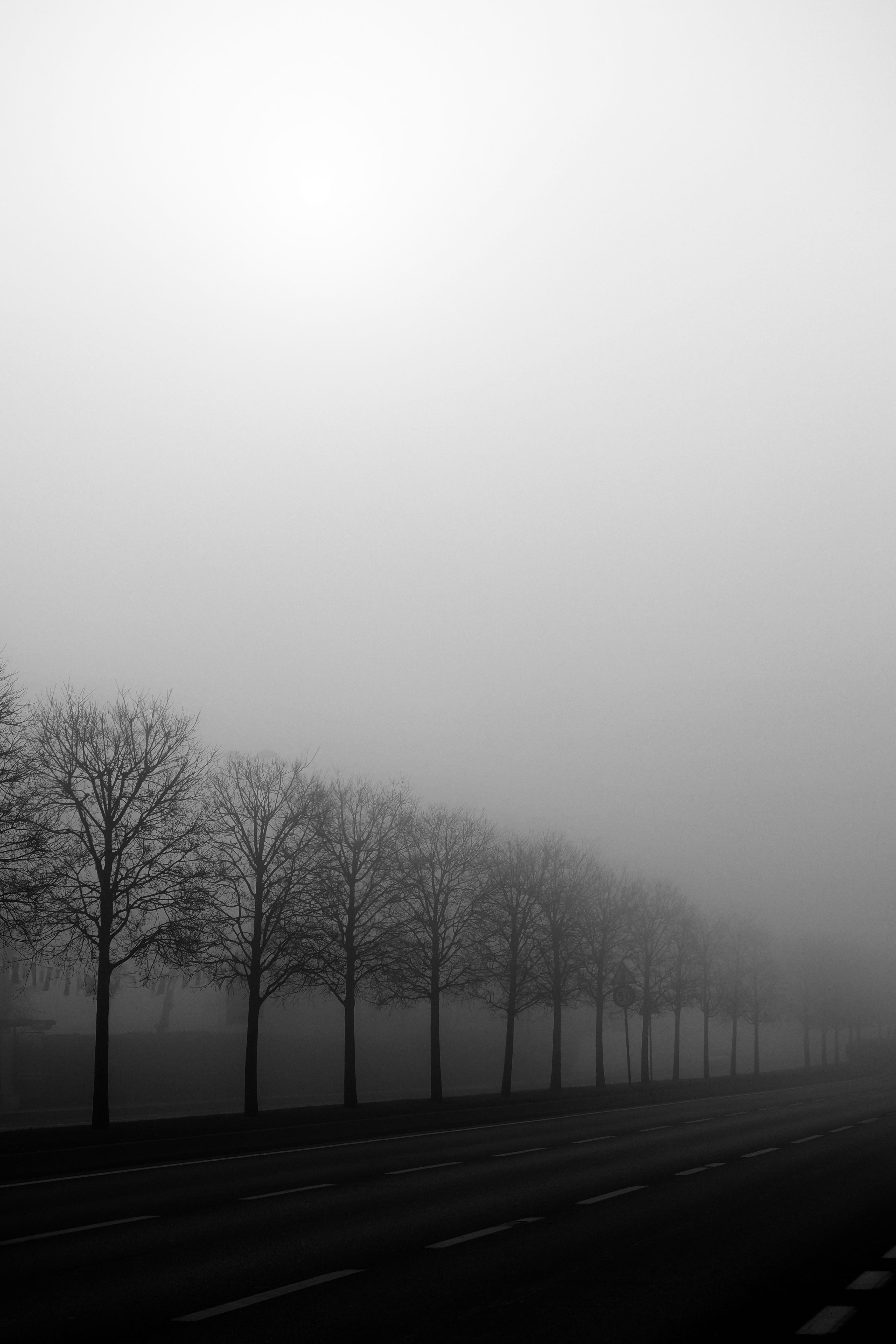 Foggy Road Lined with Bare Winter Trees · Free Stock Photo