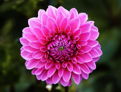 Free Close-up of a vibrant pink dahlia flower showcasing intricate petal patterns. Stock Photo