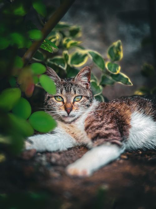 Free A beautiful tabby cat relaxing among lush green leaves in a garden setting. Stock Photo