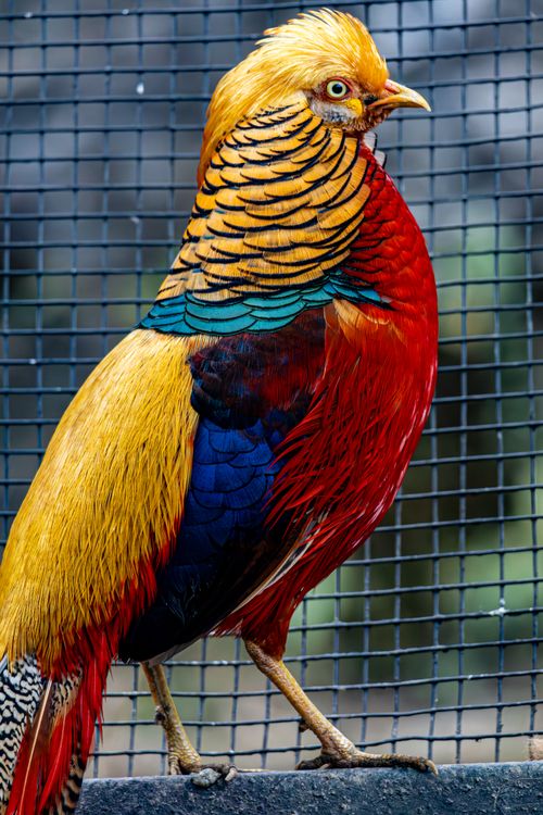 Free Close-up of a colorful Golden Pheasant with vivid plumage against a wire mesh background. Stock Photo
