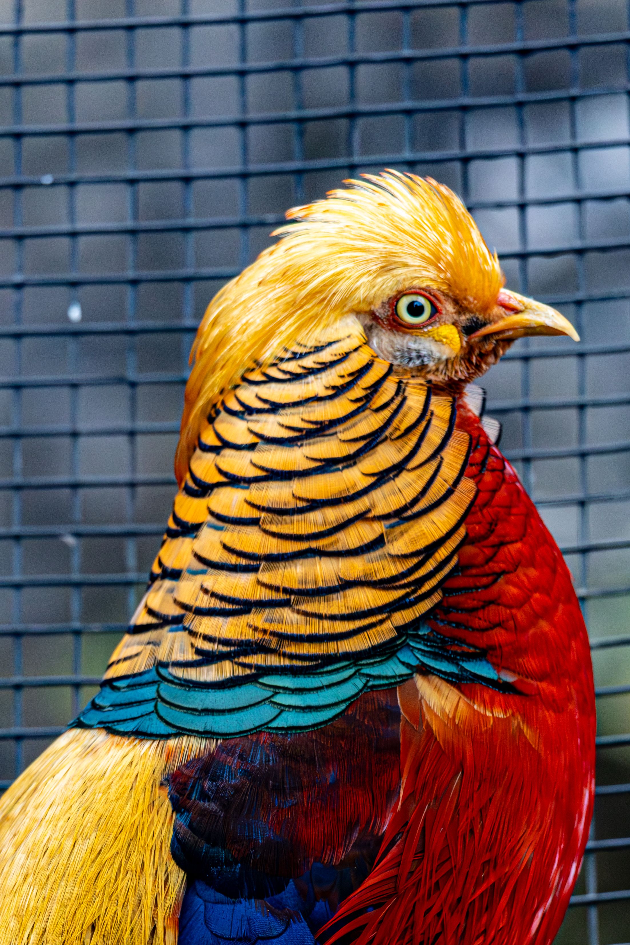 Colorful golden pheasant showcasing its vibrant, detailed plumage against a netted background.