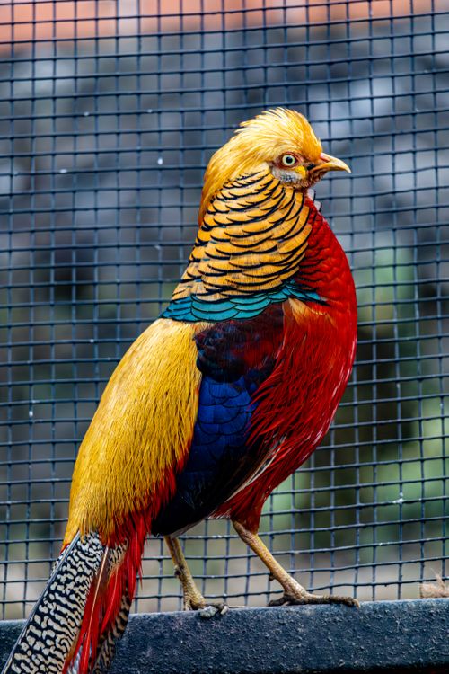 Free Vibrant Golden Pheasant with vivid plumage standing in an enclosure. Stock Photo
