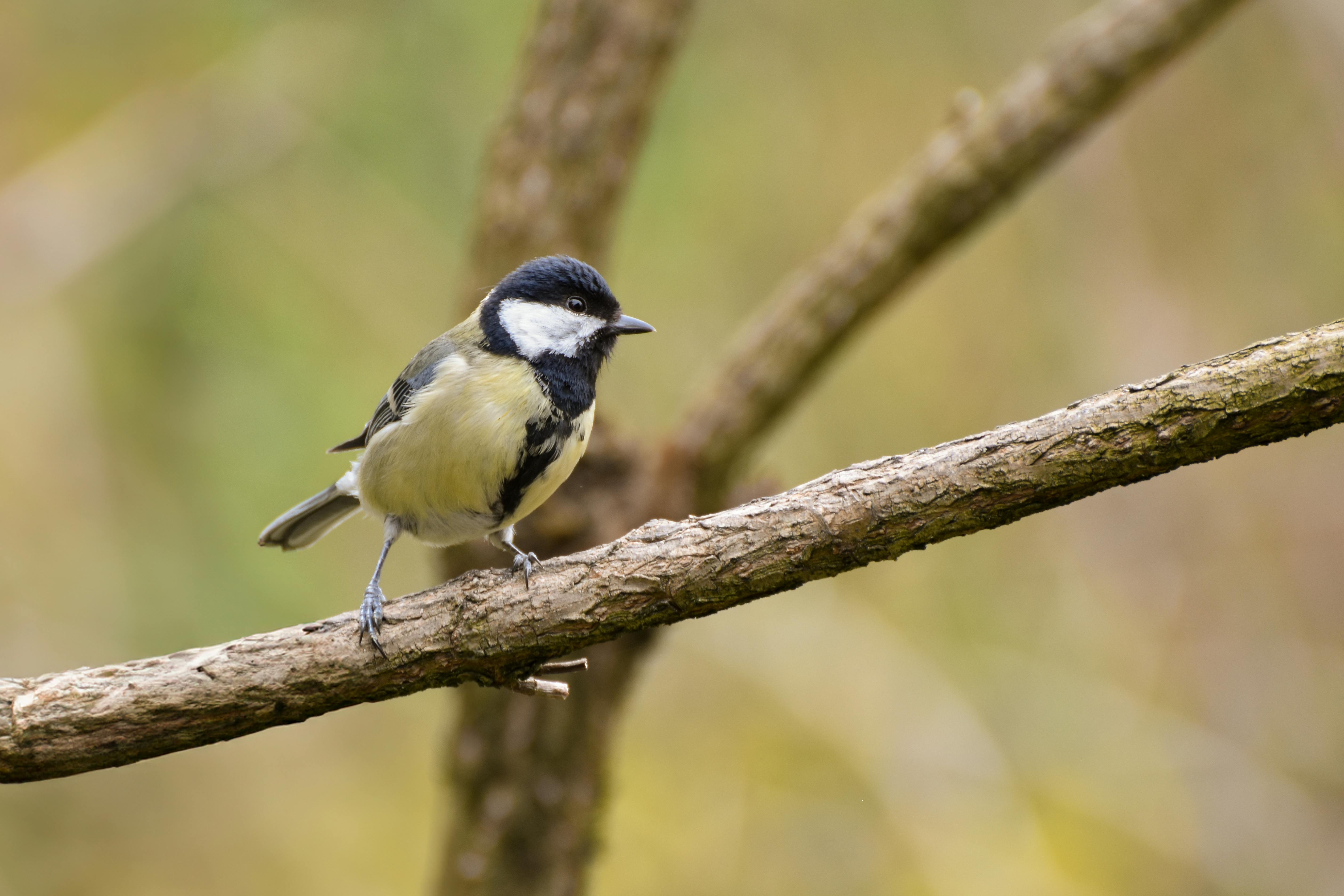 Bird Watching For Beginners