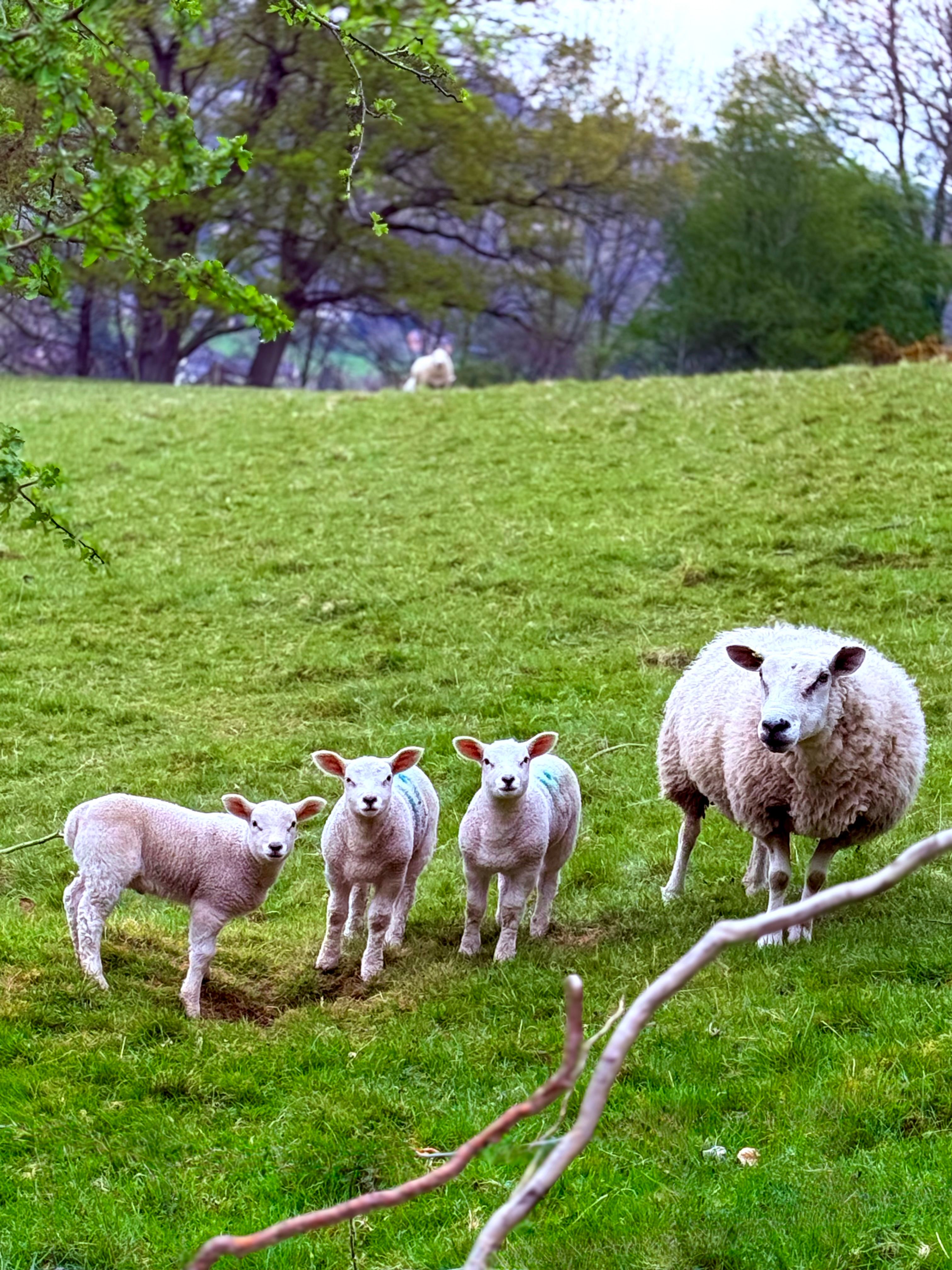 Charming Lambs Grazing in Welsh Pasture