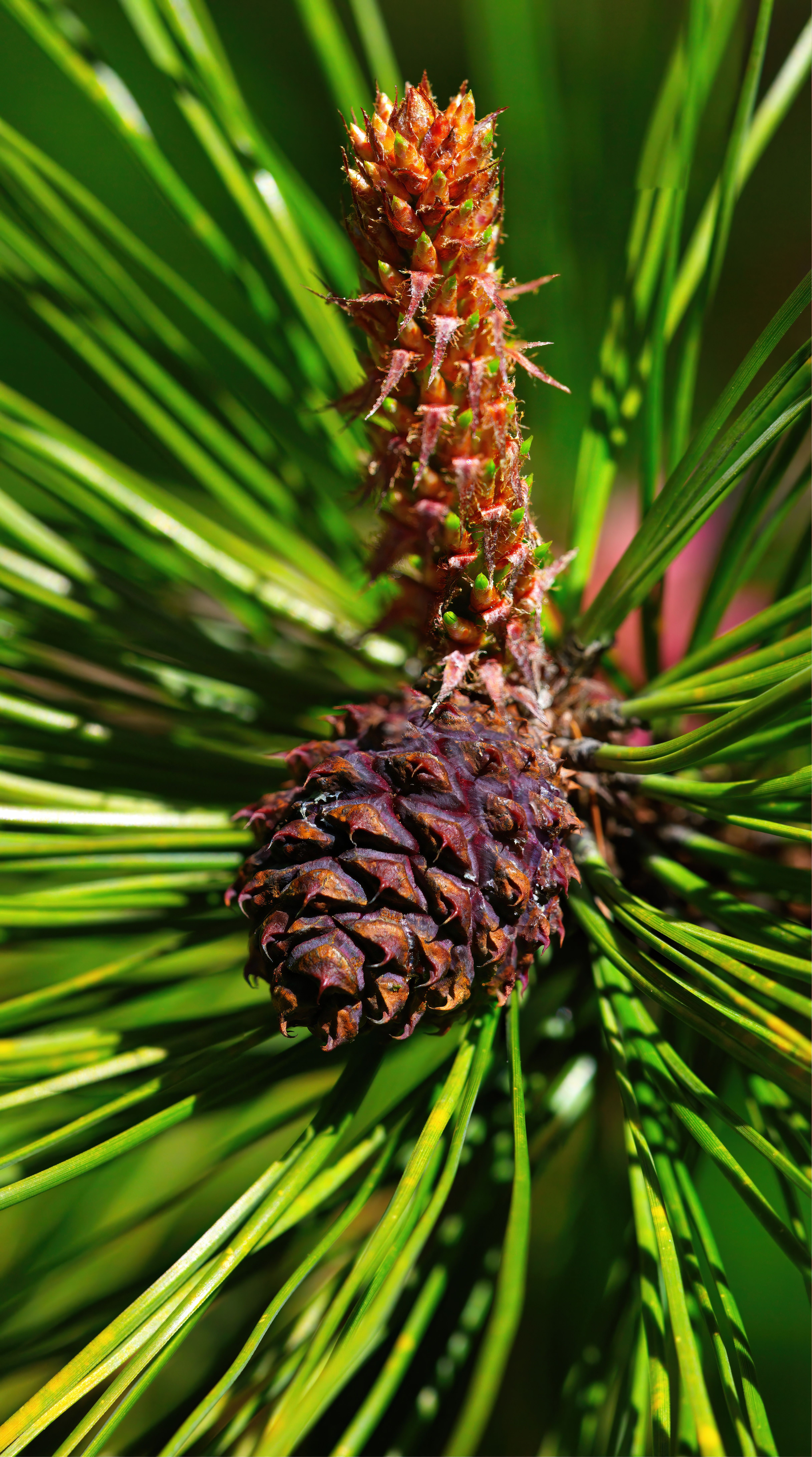 Gros Plan D'une Pomme De Pin Sur Une Branche De Pin Verte · Photo gratuite