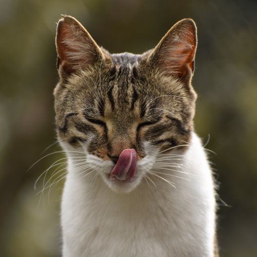 Free Close-up of a tabby cat licking its nose with eyes closed, captured outdoors. Stock Photo