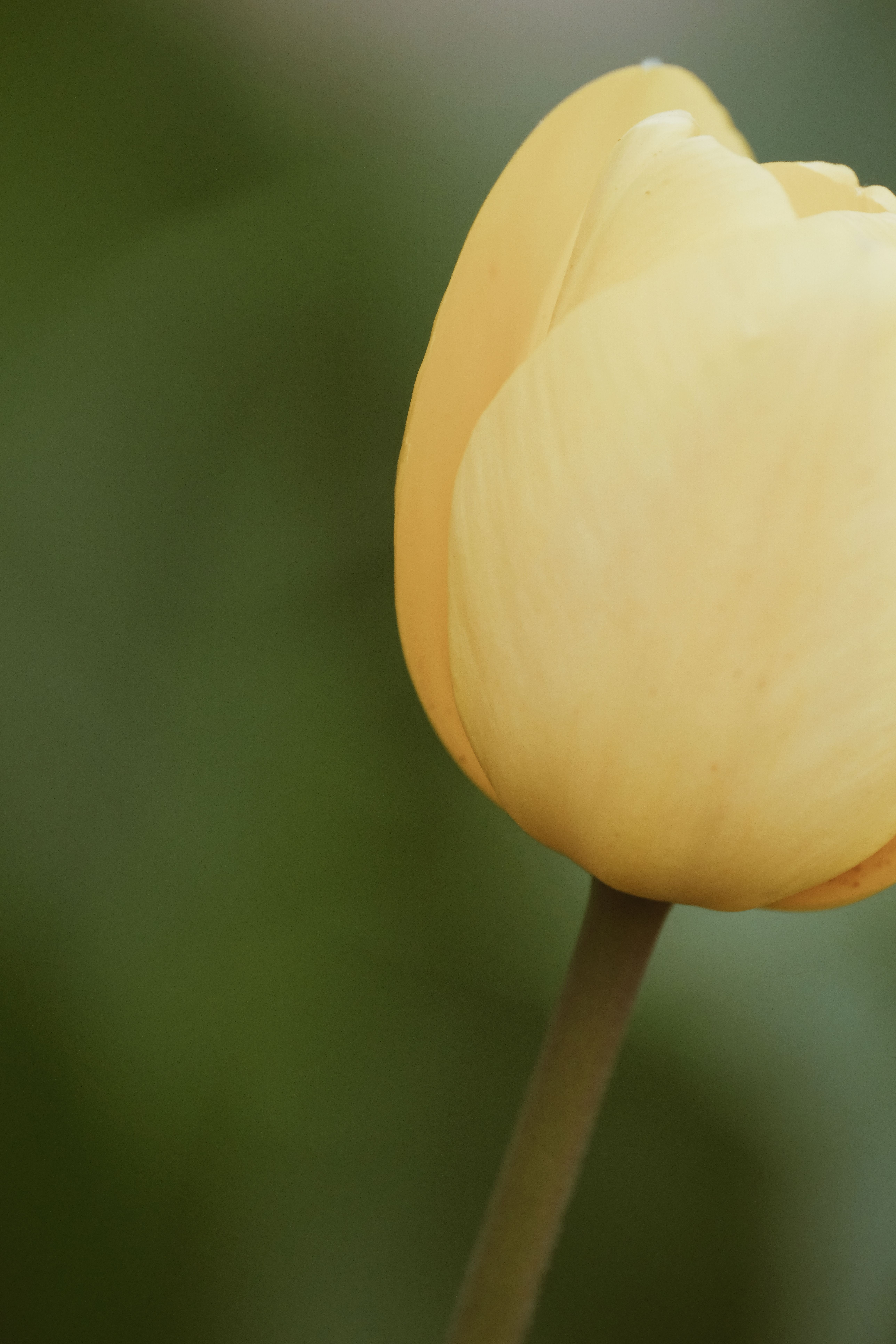 Close-Up of a Yellow Tulip Blossom Outdoors · Free Stock Photo