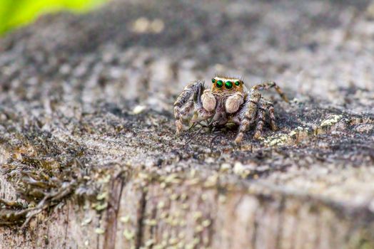 Macro image of Evarcha falcata jumping spider on textured bark, showcasing colorful and intricate details.