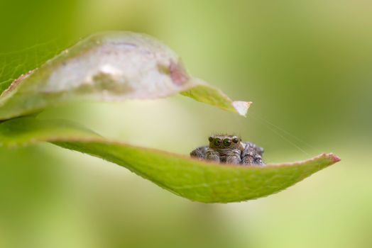Close-up view of a jumping spider camouflaged on a leaf, showcasing its intricate details.