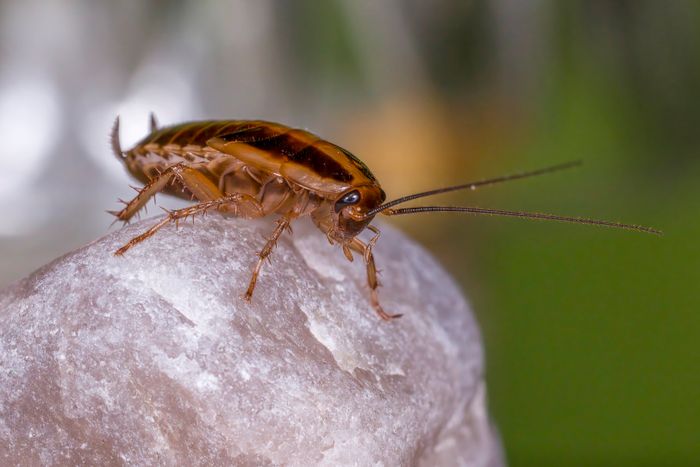 Close-up of a German cockroach on a rock surface