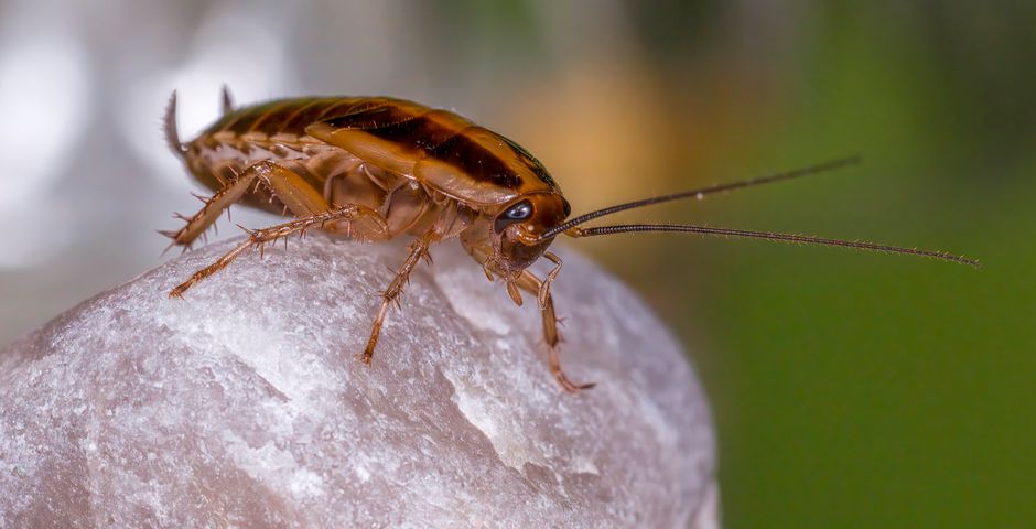 Close-up of a German cockroach — the small light-brown species that breeds indoors and spreads between apartment units