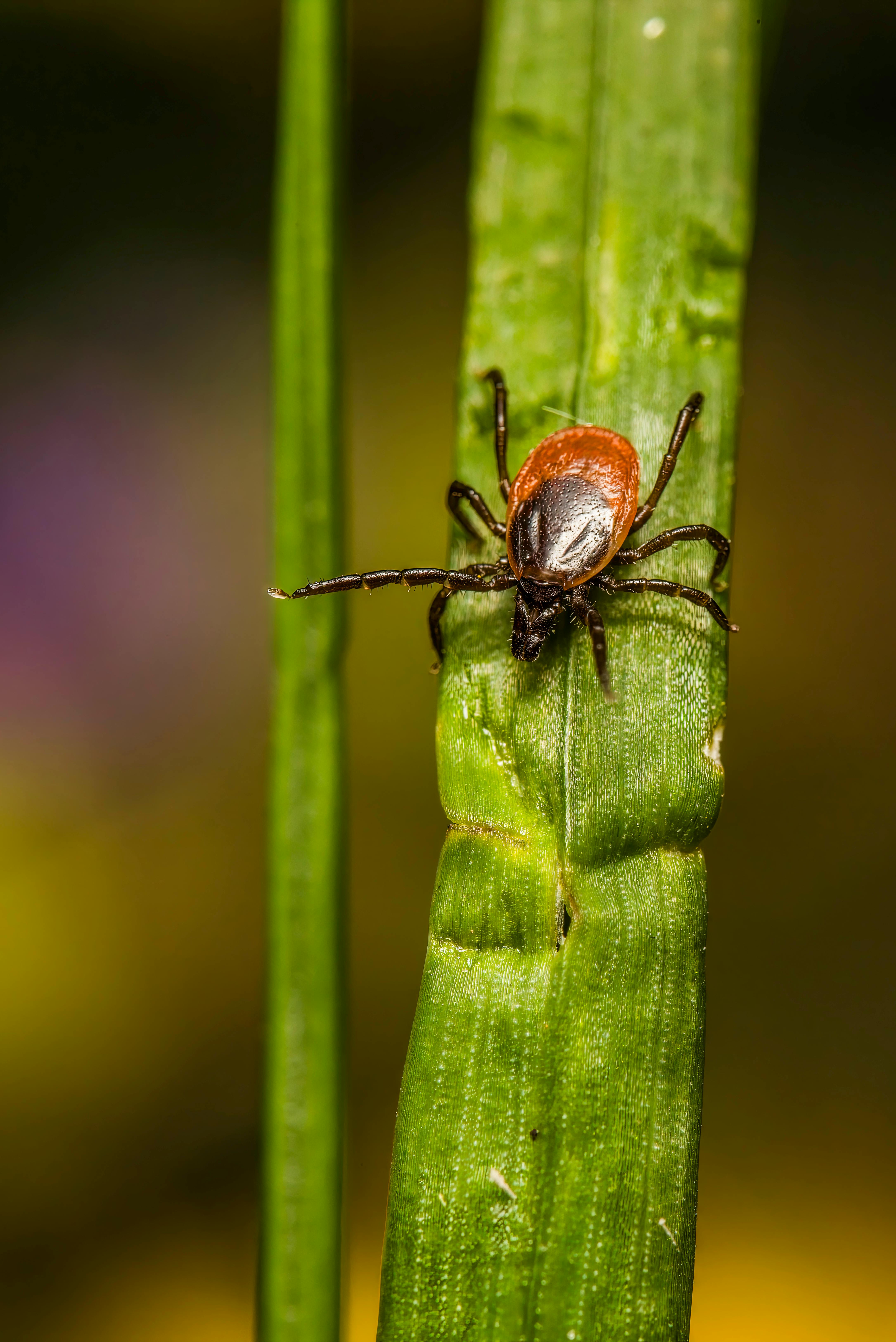 Macro shot of an arachnid Ixodes ricinus on a green leaf, highlighting nature's tiny insect life.