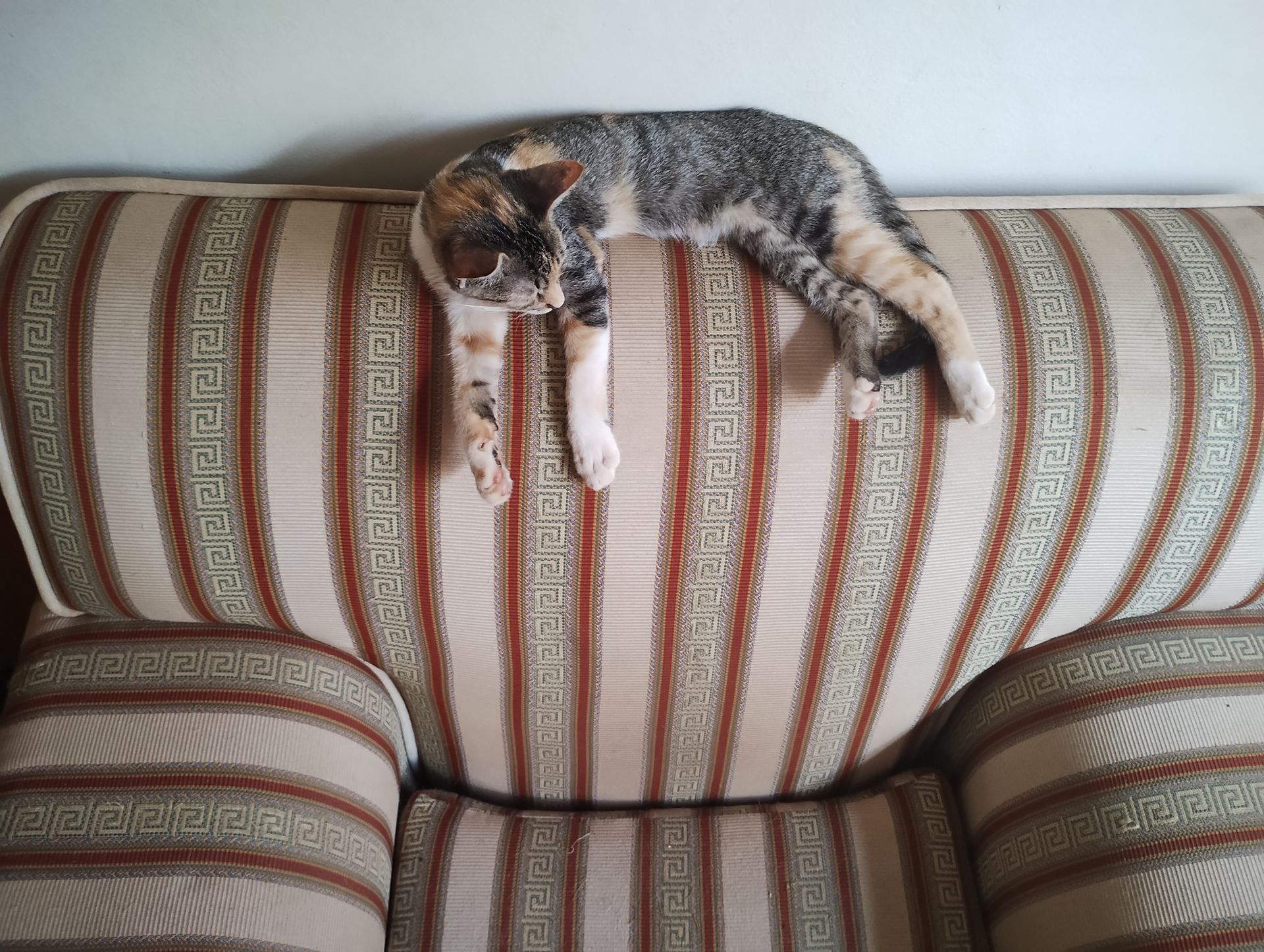 A relaxed cat resting comfortably on a striped sofa indoors, enjoying the afternoon.