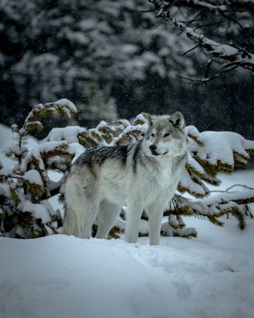A lone gray wolf stands in a snowy forest, showcasing the beauty of wildlife in Yellowstone.