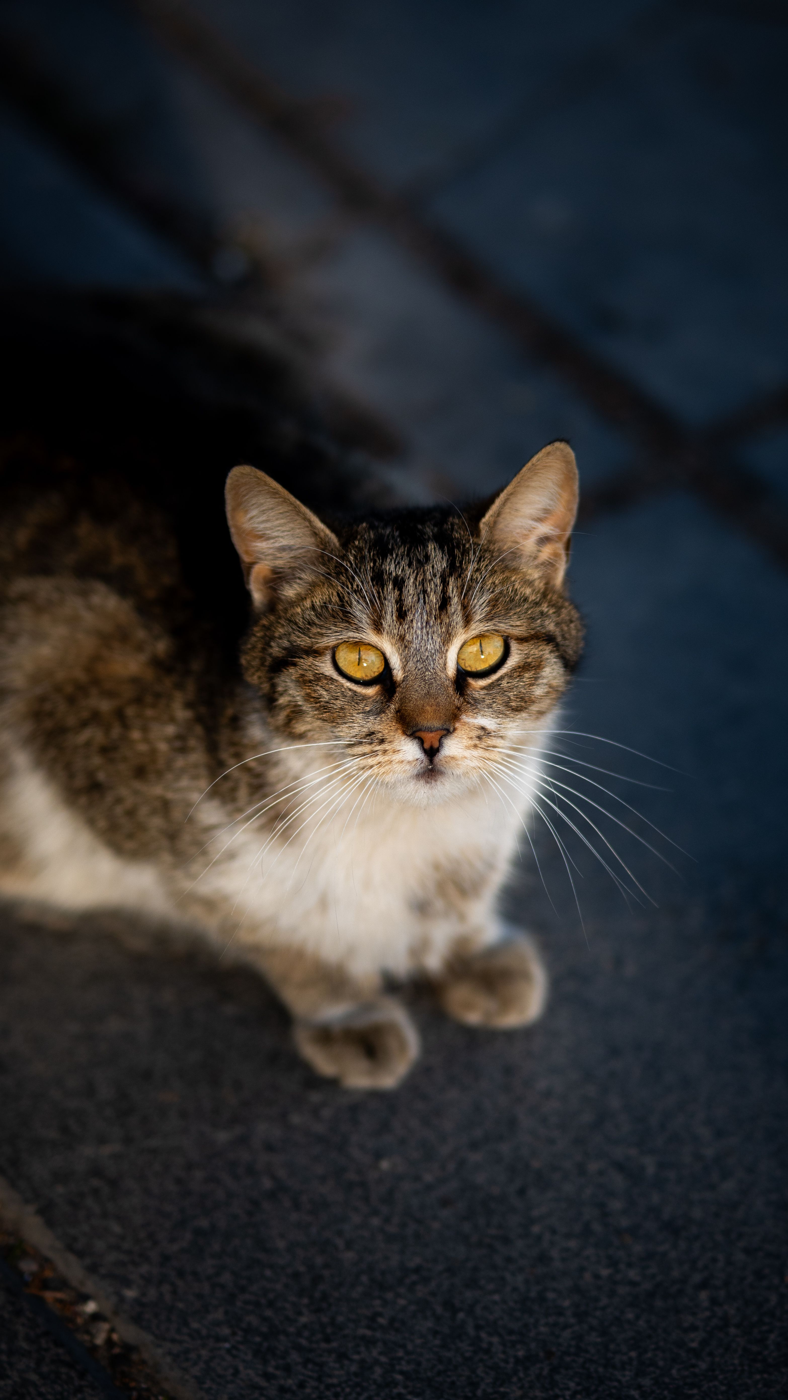 Close-up of a Tabby Cat on a Stone Path · Free Stock Photo