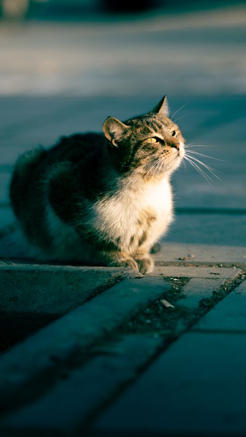 Free A peaceful cat enjoying the warm sunlight on a street in Kayseri, Türkiye. Stock Photo