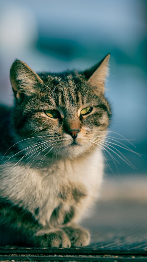 Free A serene tabby cat enjoys the outdoors in Kayseri, Türkiye. Stock Photo