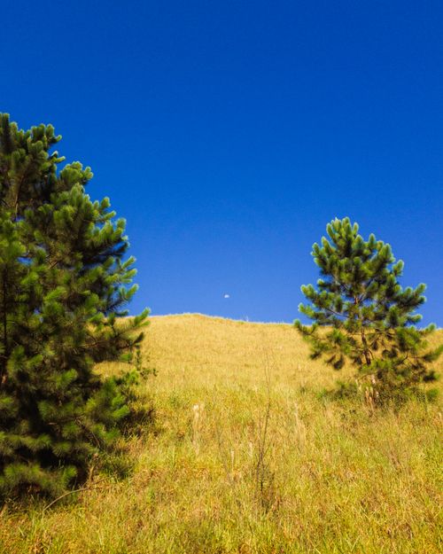 Free A scenic landscape with pine trees under a clear blue sky, perfect for nature enthusiasts. Stock Photo