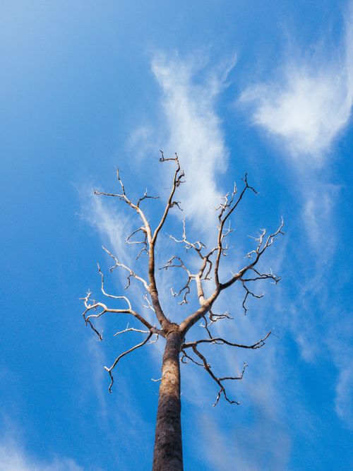 Free A leafless tree stands against a bright blue sky with wispy clouds, symbolizing nature's resilience. Stock Photo