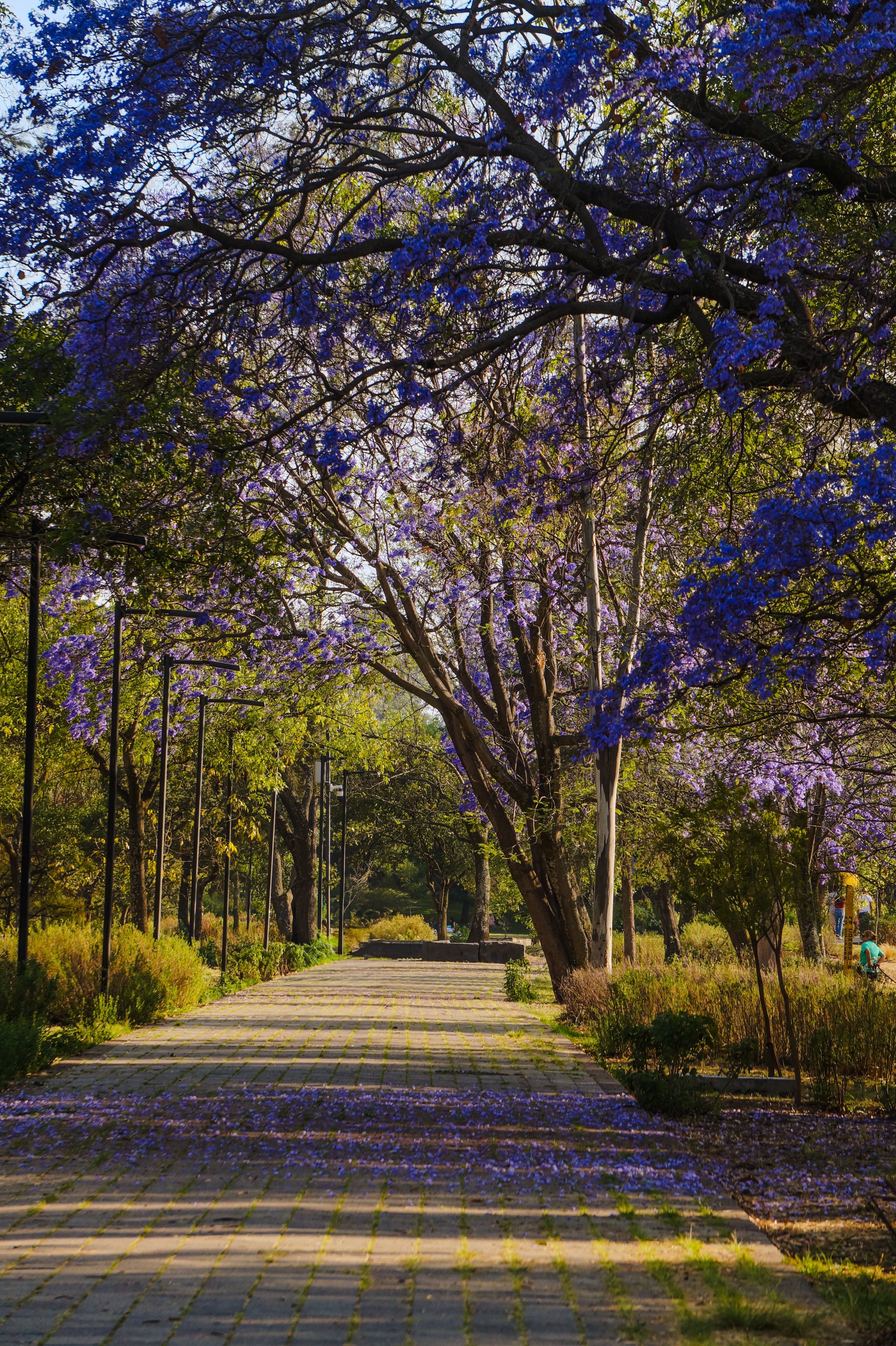 Scenic Pathway Lined with Blooming Jacaranda Trees · Free Stock Photo