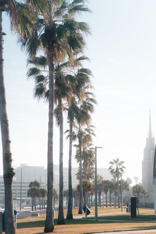 Free Morning view of sunlit palm trees lining a street in Corpus Christi, Texas. Stock Photo