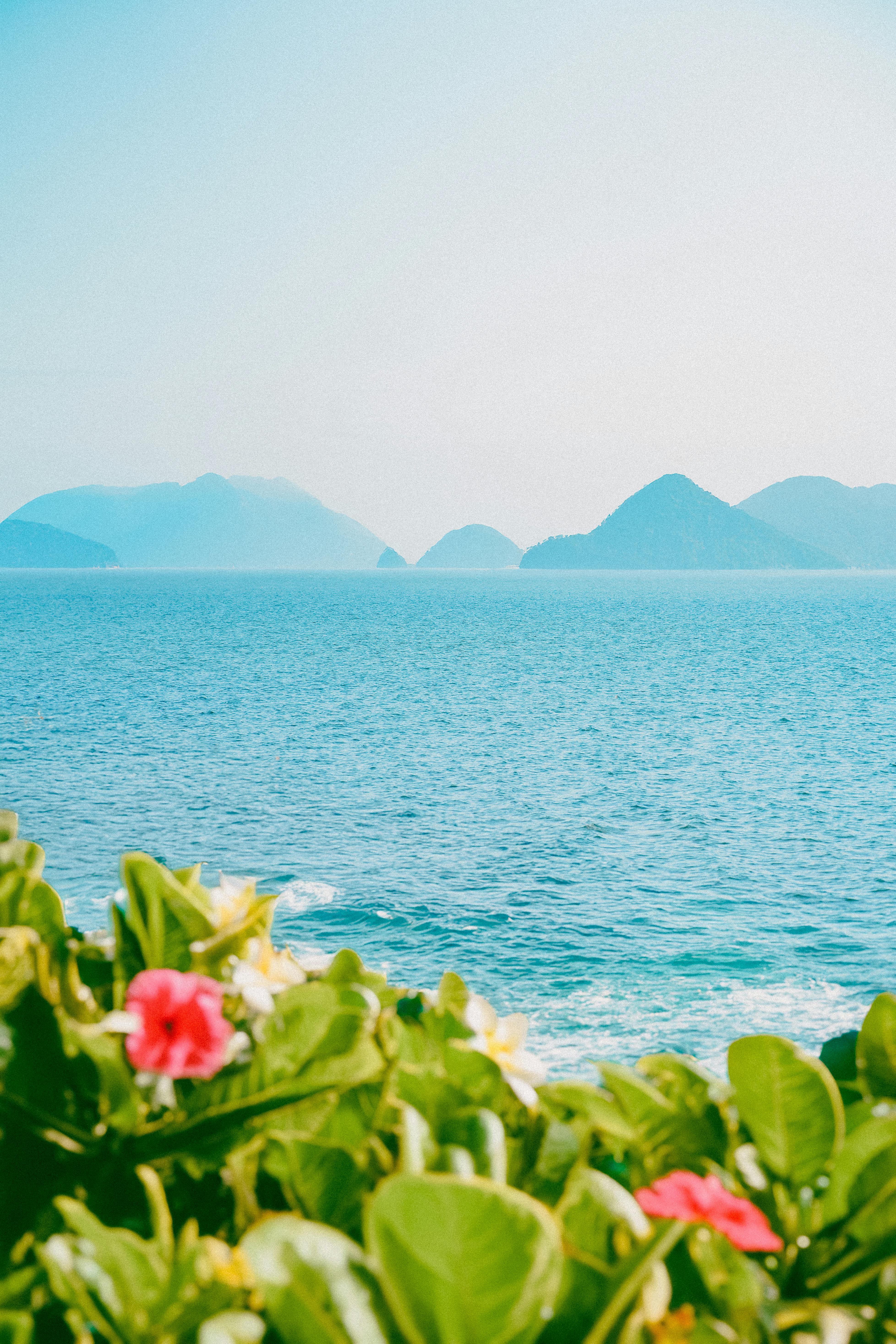 Peaceful seaside scene with vibrant flowers and distant islands under a clear blue sky, evoking a dreamy tropical escape.