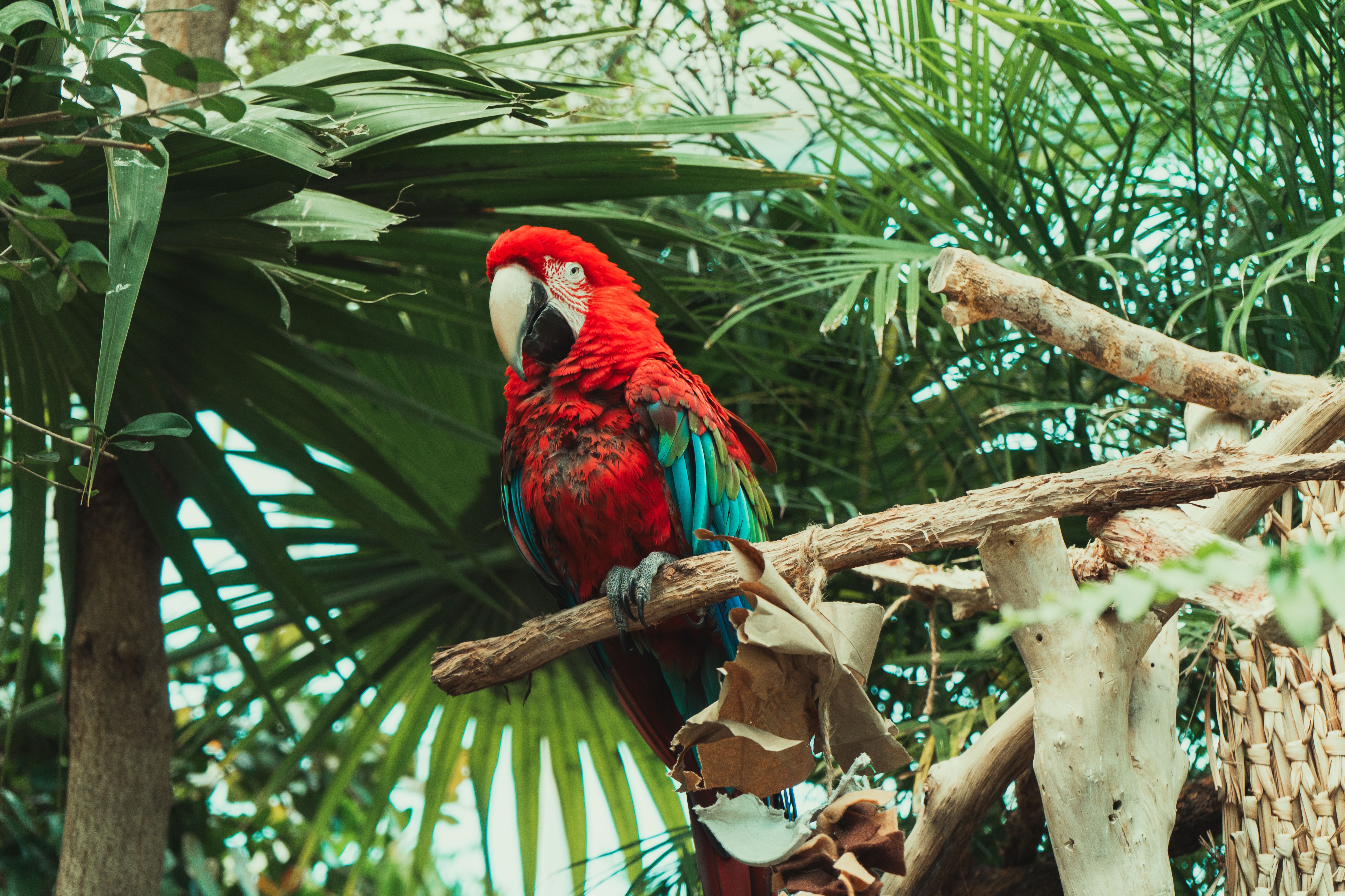 Bird Paradise