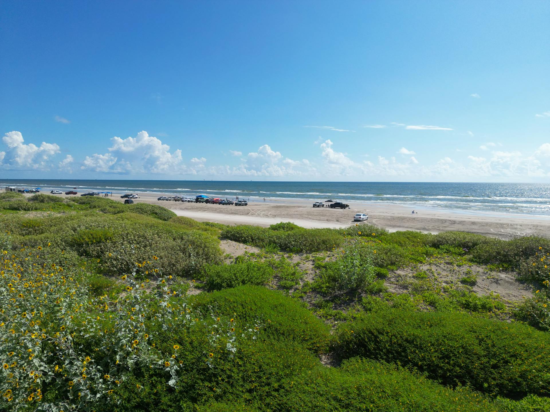 Experience a tranquil summer day at Corpus Christi beach with wildflowers and sandy shores.